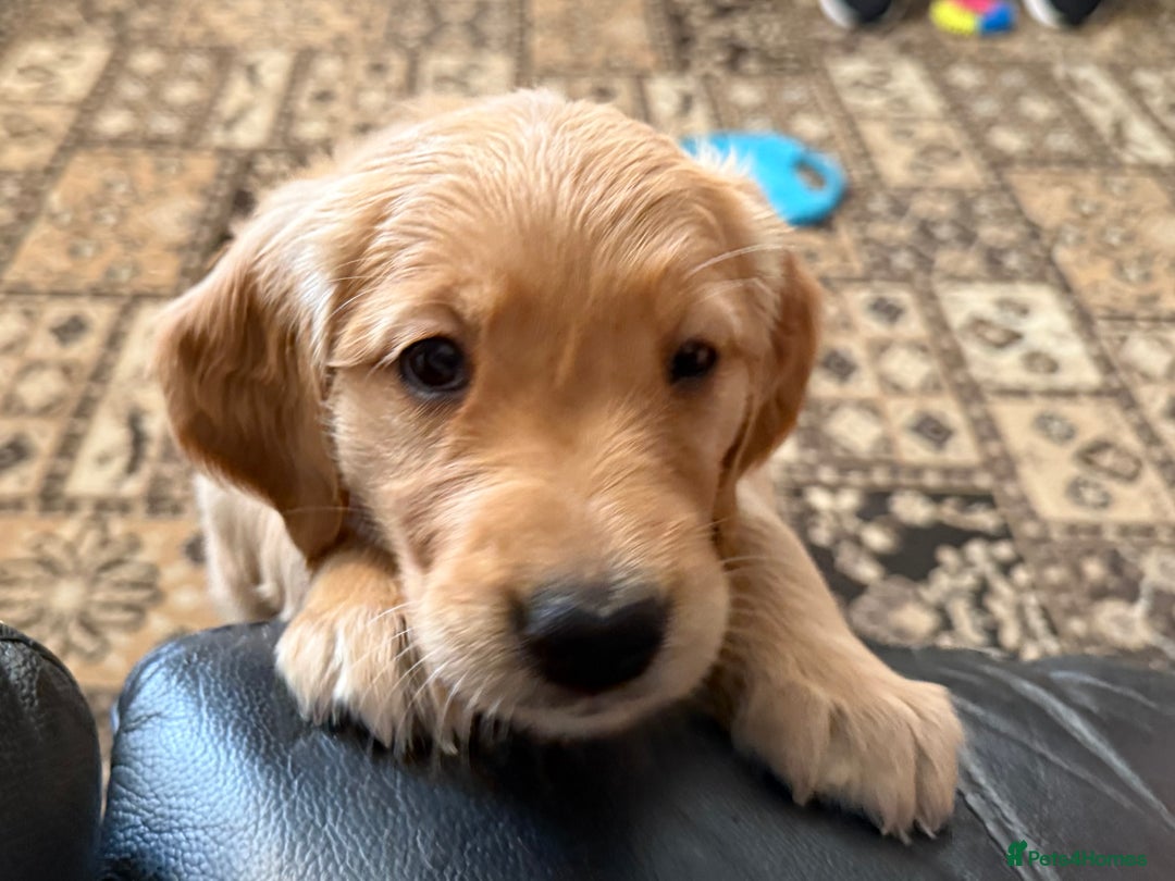 Golden Retriever dogs for sale: Dark Red Golden Retriever Pups Ready 1st November - Image 31