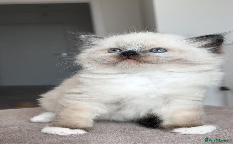 Ragdoll cats - Advert 3