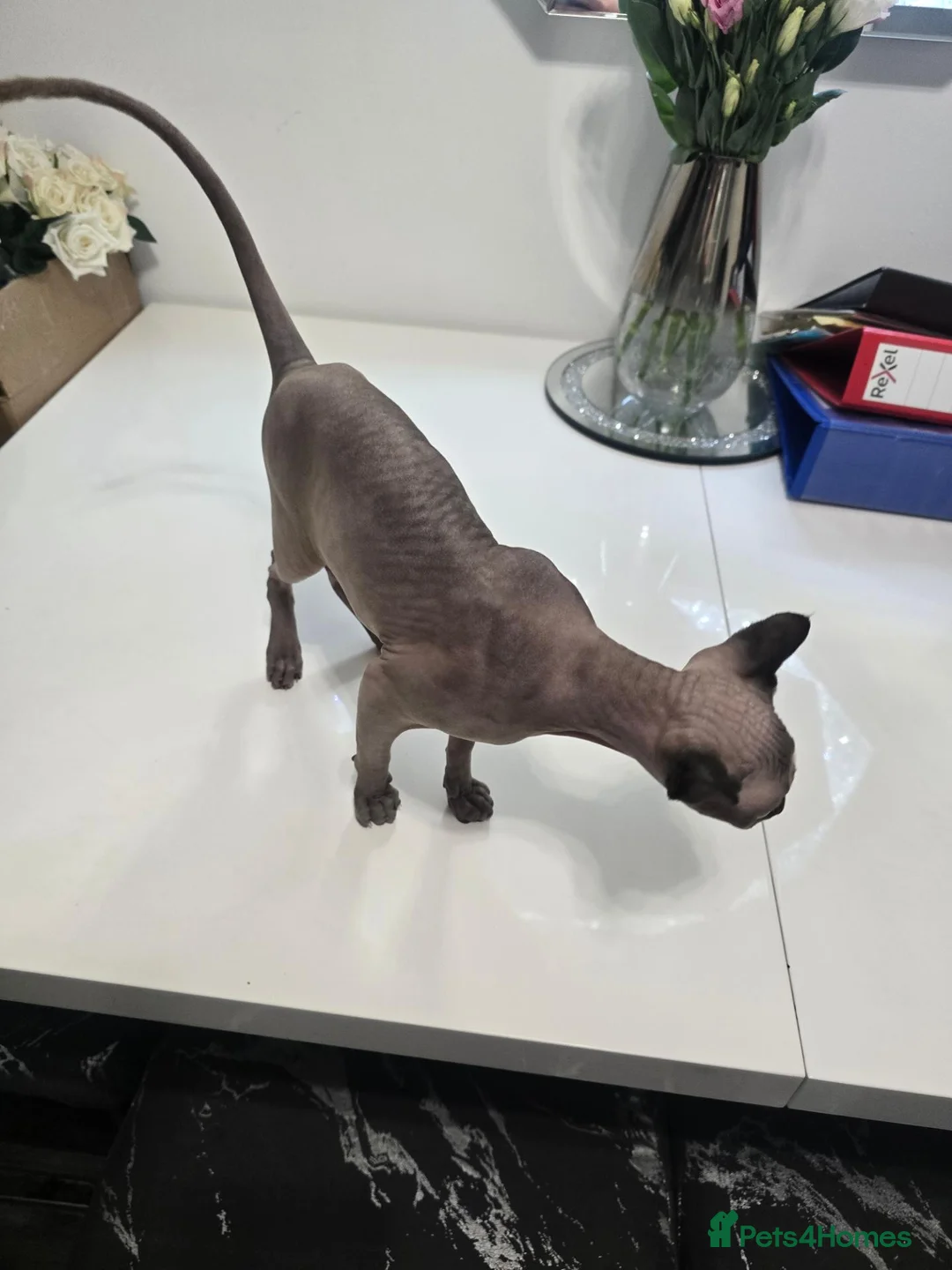 Sphynx cats for sale: ♀️Female Sphynx kitten 😸  - Advert 13