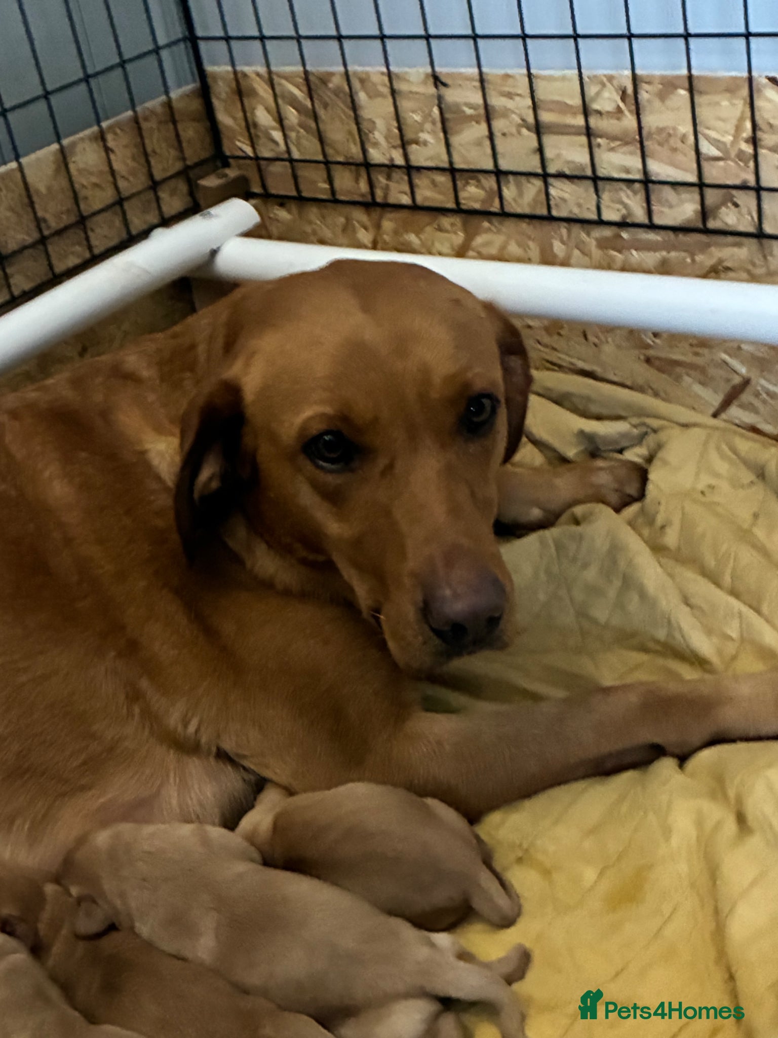 Labrador Retriever dogs for sale: Fox Red Labrador - Advert 1