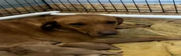 Labrador Retriever dogs for sale: Fox Red Labrador - Advert 1