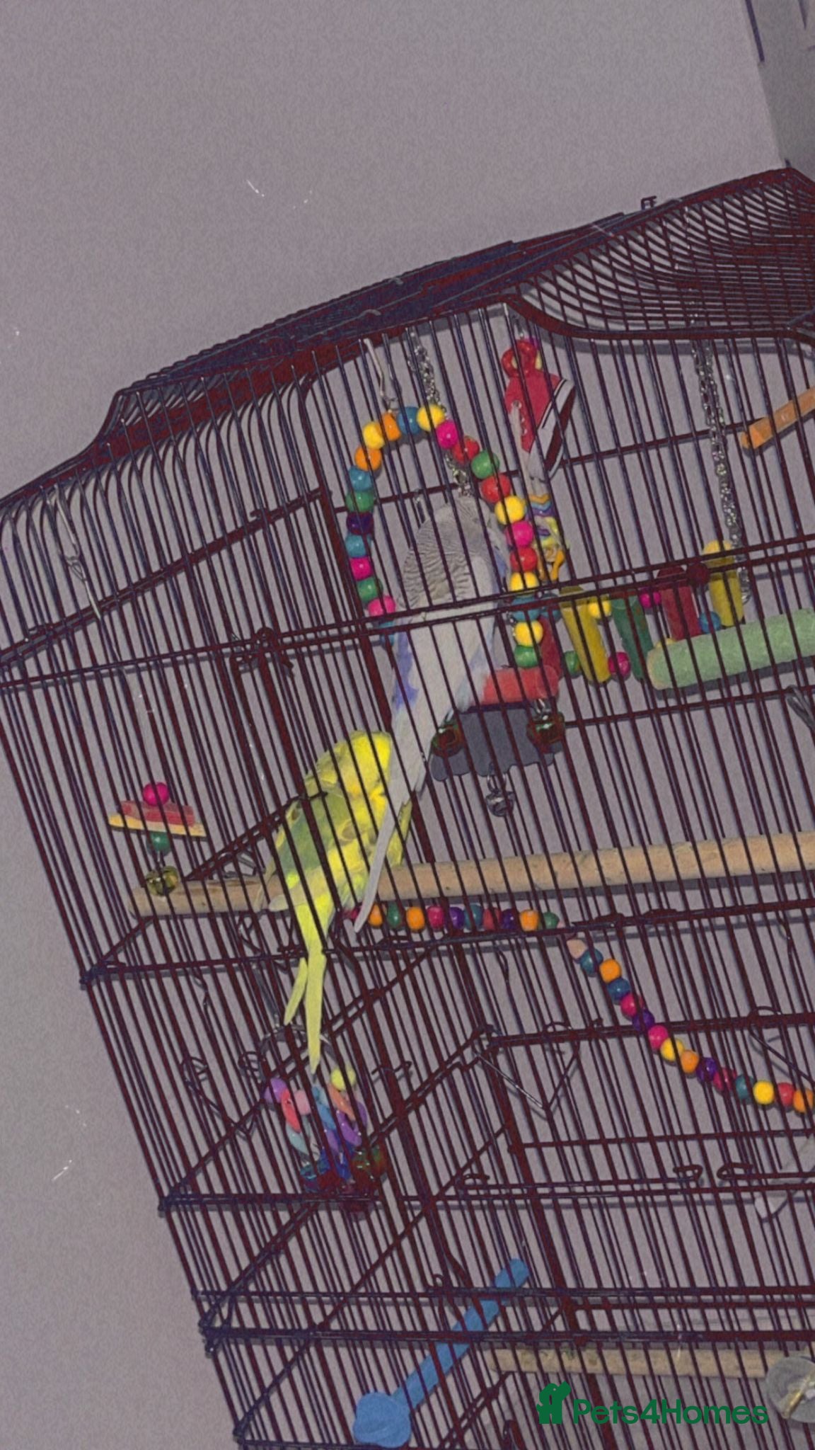 Canaries birds Budgie for sale  - Advert 12