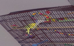 Canaries birds for sale: Budgie for sale  - Image 1