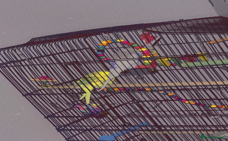 Canaries birds - Advert 2