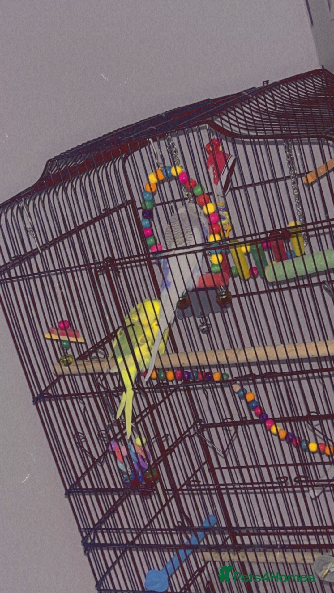 Canaries birds for sale: Budgie for sale  - Image 1