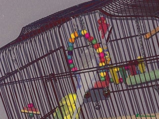 Canaries birds - Advert 4