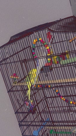 Canaries birds - Advert 2