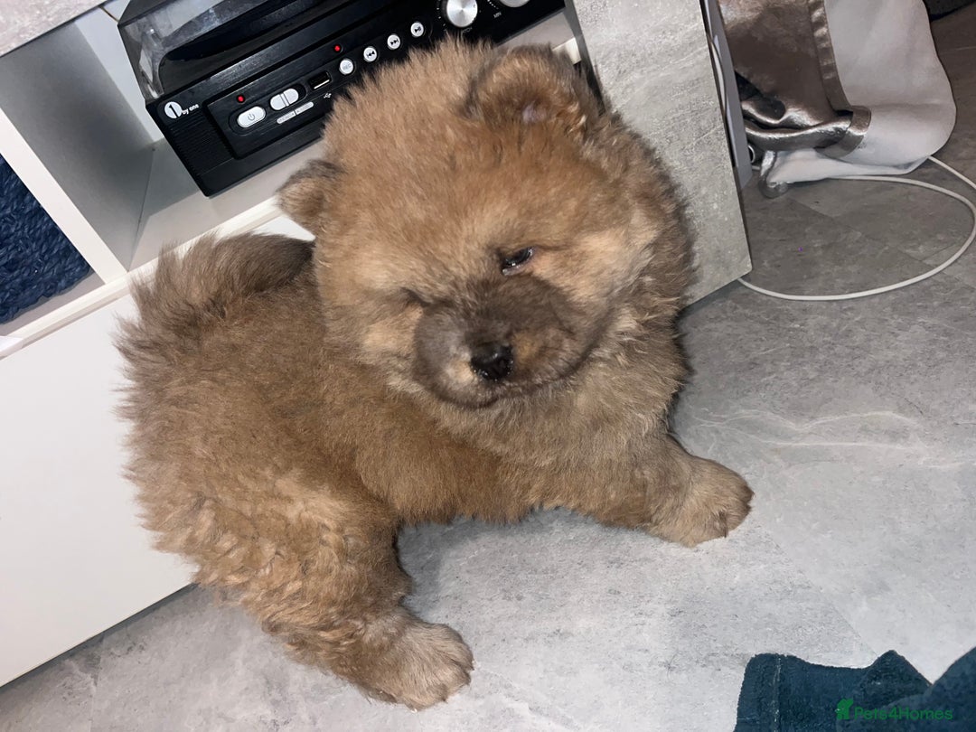 Chow Chow dogs for sale: CHOW CHOW PUPPYS  - Advert 18