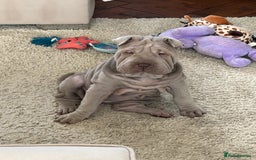 Shar Pei dogs for sale: Shar peis - Image 7
