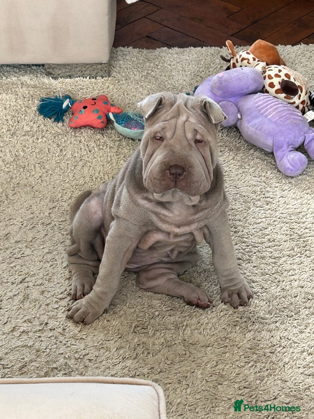 Shar Pei dogs for sale: Shar peis - Image 7