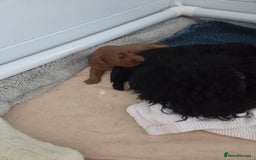 Cockapoo dogs for sale: 1 Beautiful Fox Red Boy Cockapoo Left  - Advert 7
