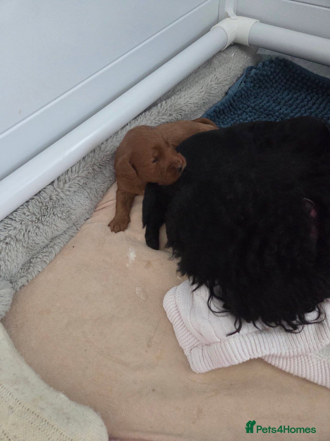 Cockapoo dogs for sale: 1 Beautiful Fox Red Boy Cockapoo Left  - Advert 7