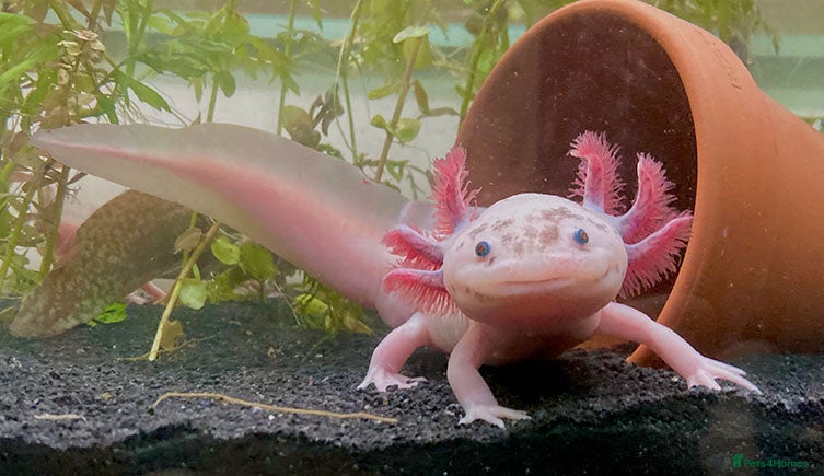Axolotl reptiles Looking to rehome any axalotals for free - Advert 5