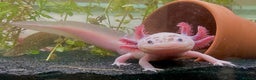 Axolotl reptiles for sale: Looking to rehome any axalotals for free - Advert 1