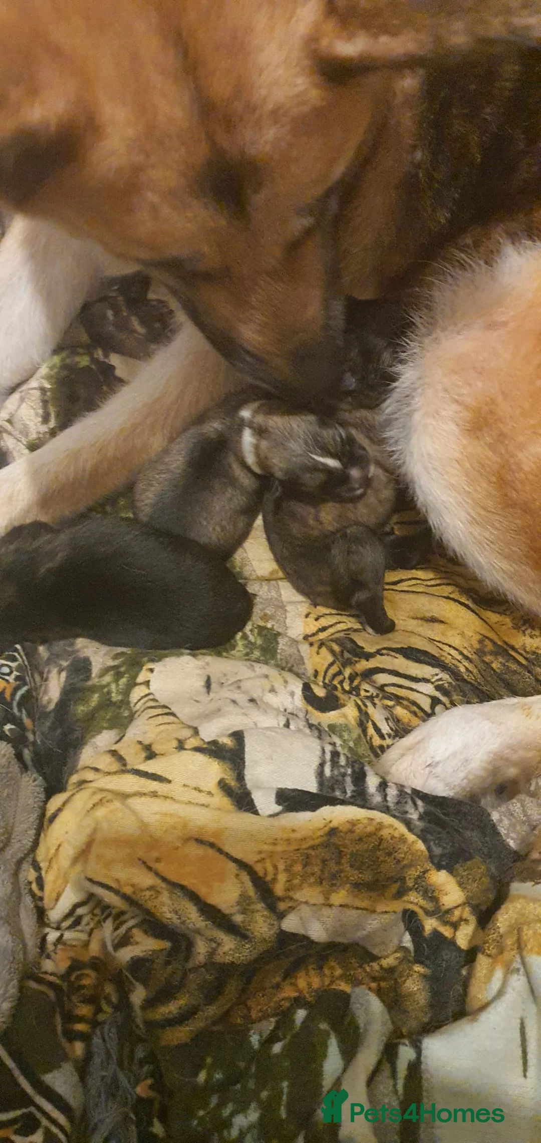 Mixed Breed dogs for sale: American akita/German Shepherd  in Maidstone - Advert 2