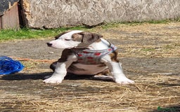 American Bulldog dogs for sale: American bulldog puppies  - Image 3