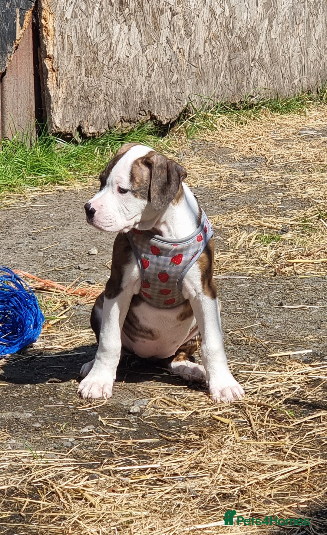American Bulldog dogs for sale: American bulldog puppies  - Image 3