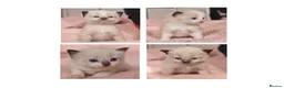 Ragdoll cats for sale: Beautiful Ragdoll Kittens - Loving & Gentle - Advert 1