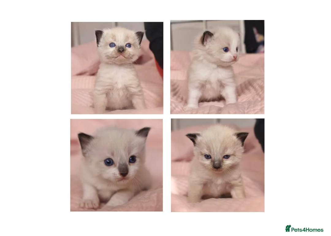 Ragdoll cats for sale: Beautiful Ragdoll Kittens - Loving & Gentle - Advert 1