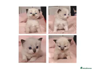 Ragdoll cats Beautiful Ragdoll Kittens - Loving & Gentle - Advert 3