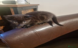Mixed Breed cats for sale: 4 beautiful kittens ready in 2 weeks  - Image 15