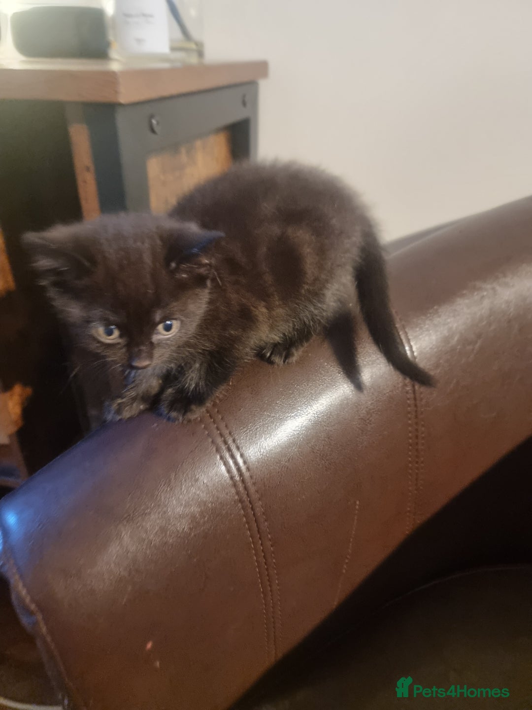 Mixed Breed cats for sale: 4 beautiful kittens ready in 2 weeks  - Image 15