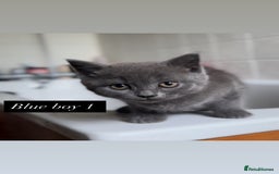 British Shorthair cats for sale: Colourpoint/ bicolour British shorthair kittens  - Image 11