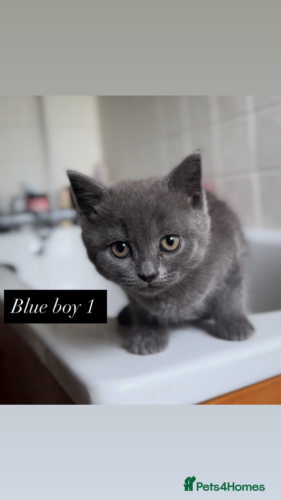 British Shorthair cats for sale: Colourpoint/ bicolour British shorthair kittens  - Image 11