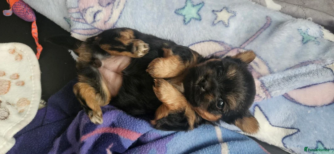 Mixed Breed dogs for sale: Beautiful Little Girl - Advert 1
