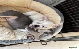 French Bulldog dogs for sale: Ready to go 2 x male French Bulldog KC registered - Image 31