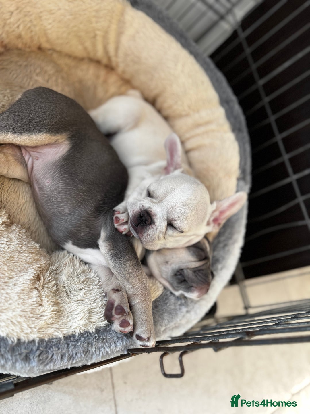 French Bulldog dogs for sale: Ready to go 2 x male French Bulldog KC registered - Image 31