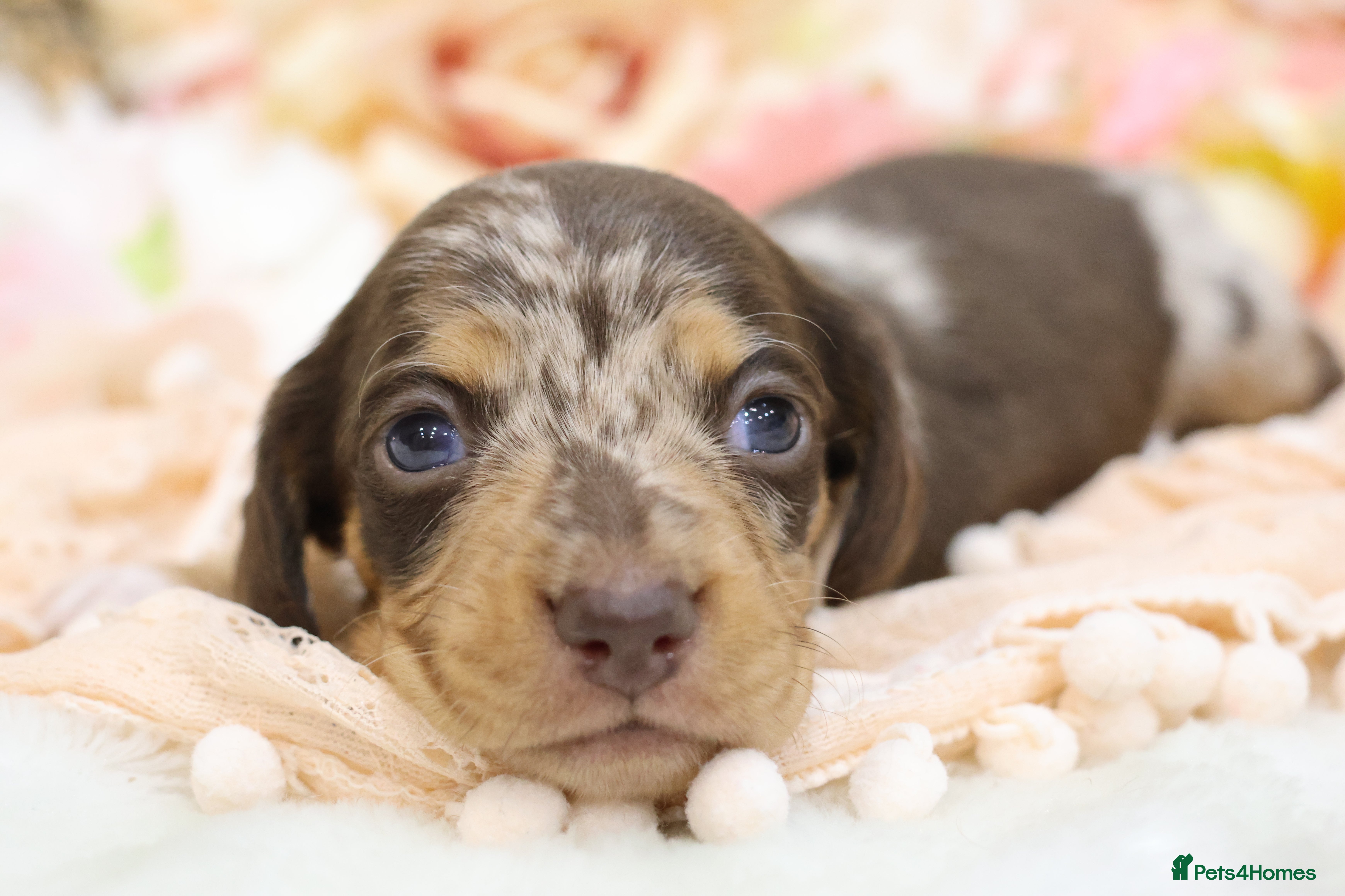 Miniature Dachshund dogs KC Miniature Dachshunds - Advert 1