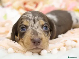 Miniature Dachshund dogs KC Miniature Dachshunds - Advert 1