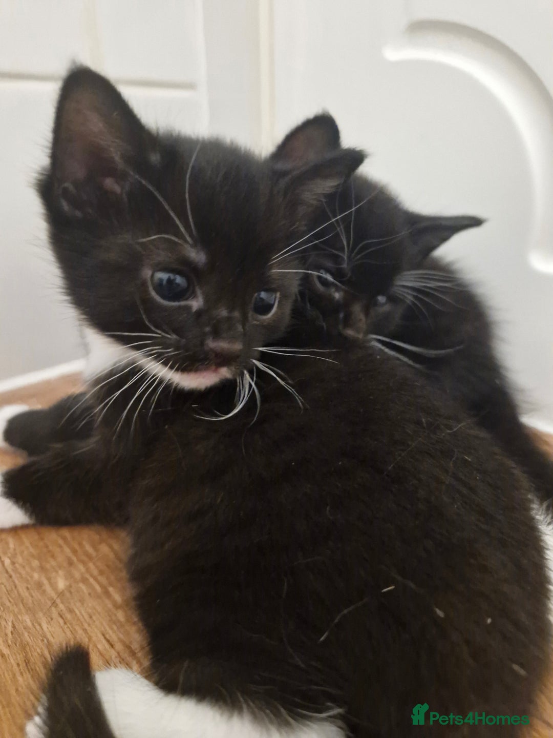 Mixed Breed cats for sale: Tuxedo & Tabby Domestic Short-hair Kittens - Image 4