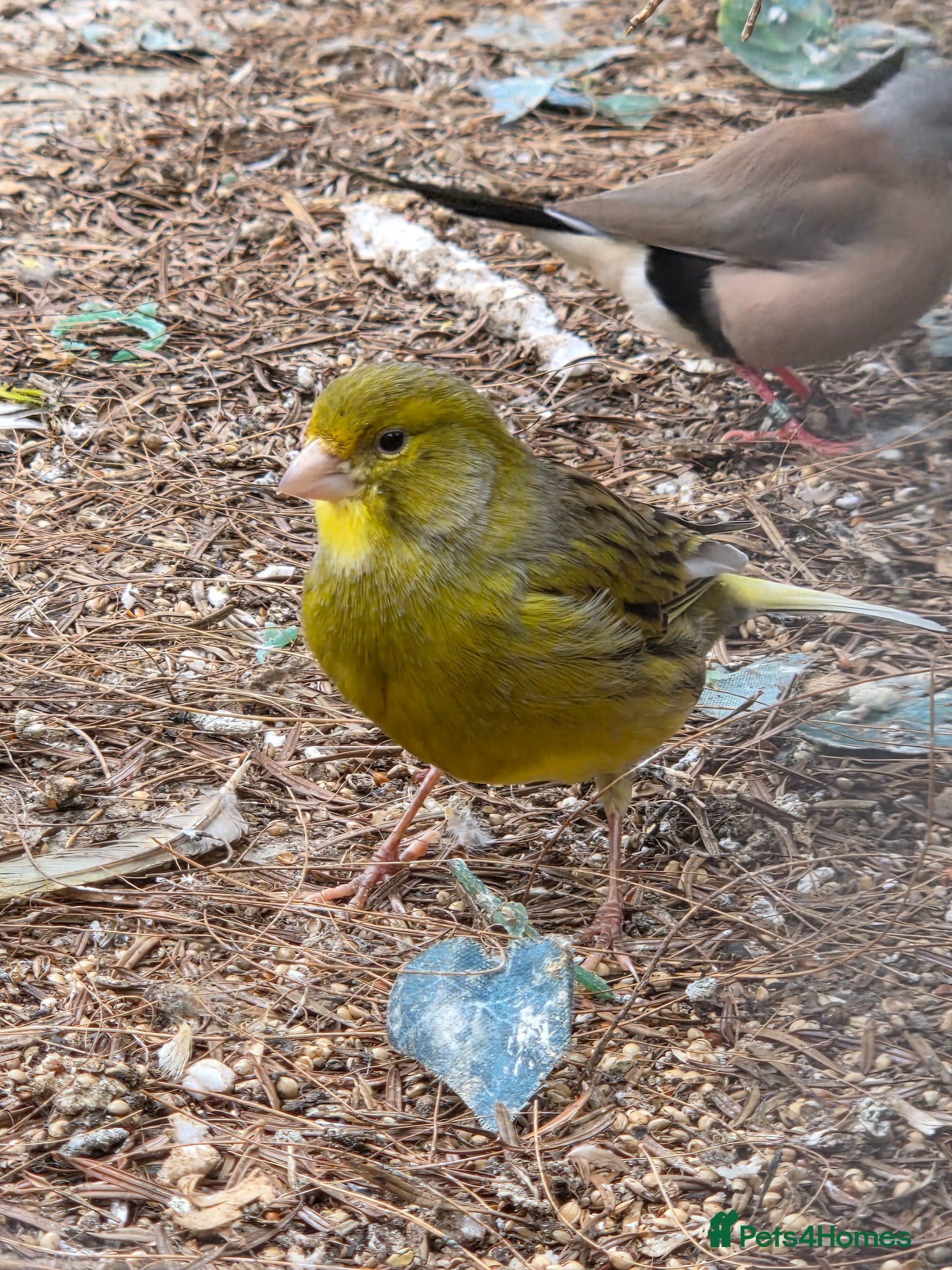 Canaries birds Stunning Canaries For Sale - Advert 8