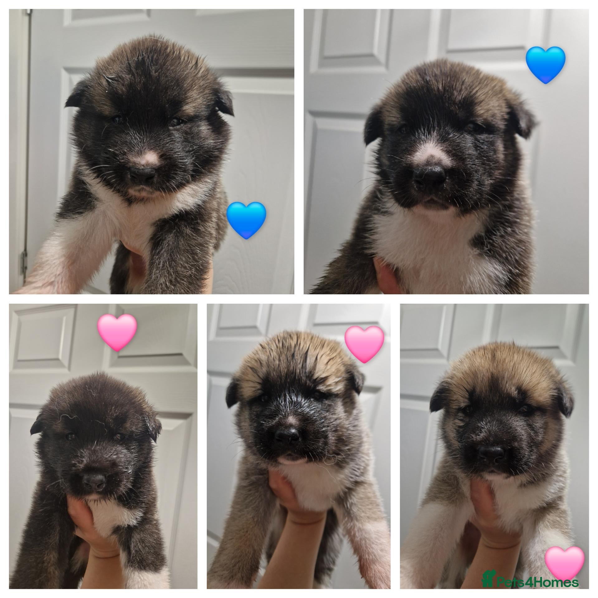 Mixed Breed dogs Akitamute puppies - Advert 1
