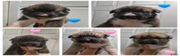 Mixed Breed dogs for sale: Alaskan malamute cross akita puppies - Advert 12