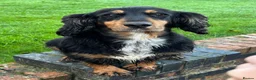 Cocker Spaniel dogs for sale: Special Working Cocker Spaniel Girl KC Registered  - Advert 3