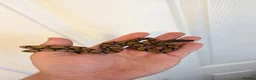 Boa Snake reptiles for sale: Young Brazilian rainbow boa snake - Advert 4