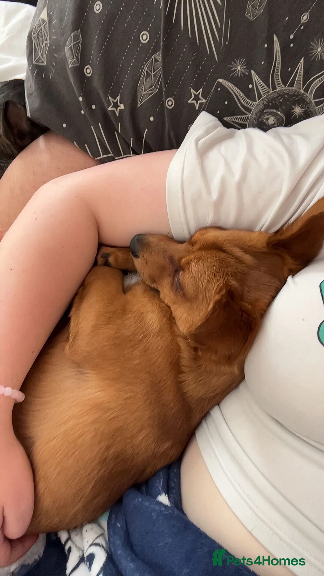 Mixed Breed dogs for sale: Open to offers close to £100 - Advert 2