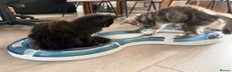 Maine Coon cats for sale: 💙 Male Maine Coon Silver Kitten TICA - Advert 9