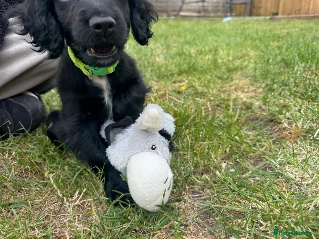 Cockapoo dogs for sale: Spaniel x cockapoo  - Advert 6