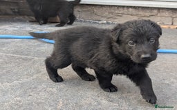 German Shepherd dogs for sale: Gorgeous Black German Shepherd Puppies. - Image 10