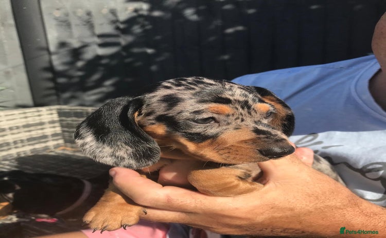 Dachshund dogs - Advert 3