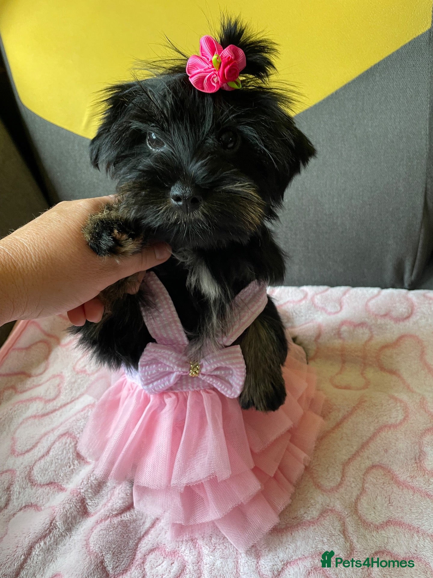 Yorkshire Terrier dogs Gorgeous Yorkshire Terrier Biewer Puppies - Advert 1