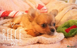 Chihuahua dogs for sale: Merle Chihuahua Puppies Longhaired Apple-head - Advert 4