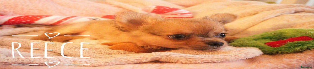 Brown Merle, Long Haired, Apple-head 