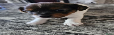 Jack Russell Puppy 2