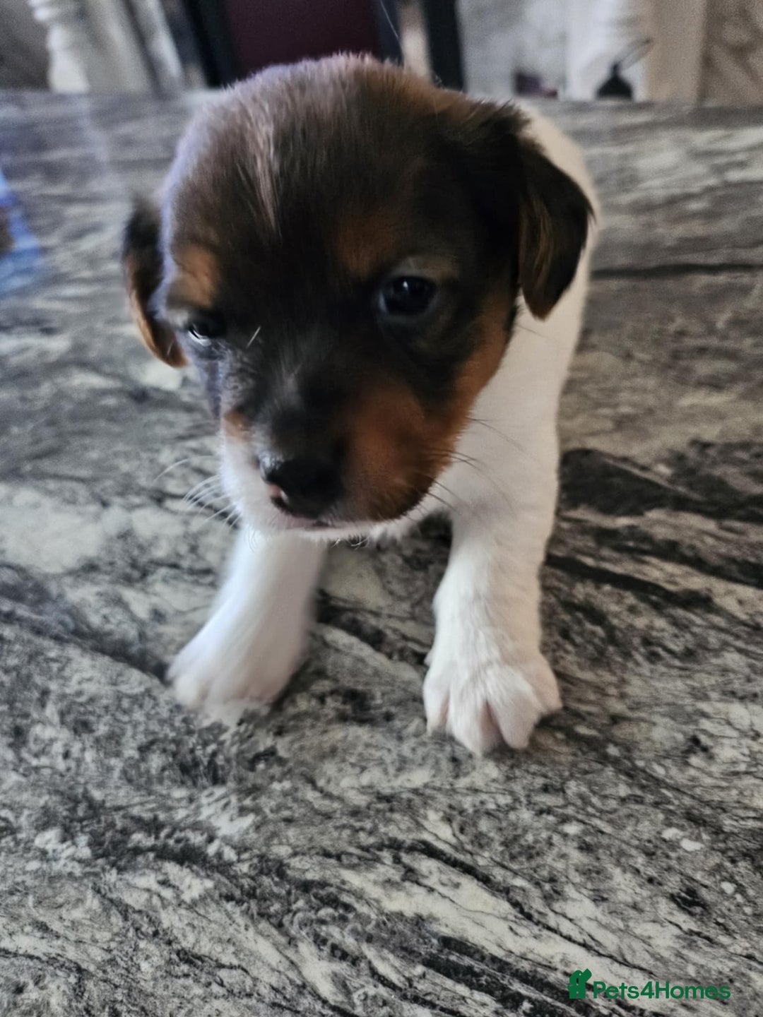 Jack Russell dogs for sale: Full pedigree jack russle pups  - Advert 18