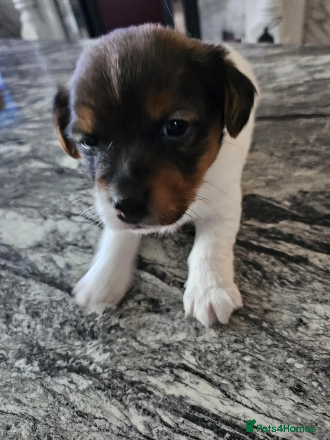 Jack Russell dogs for sale: Full pedigree jack russle pups  - Advert 10